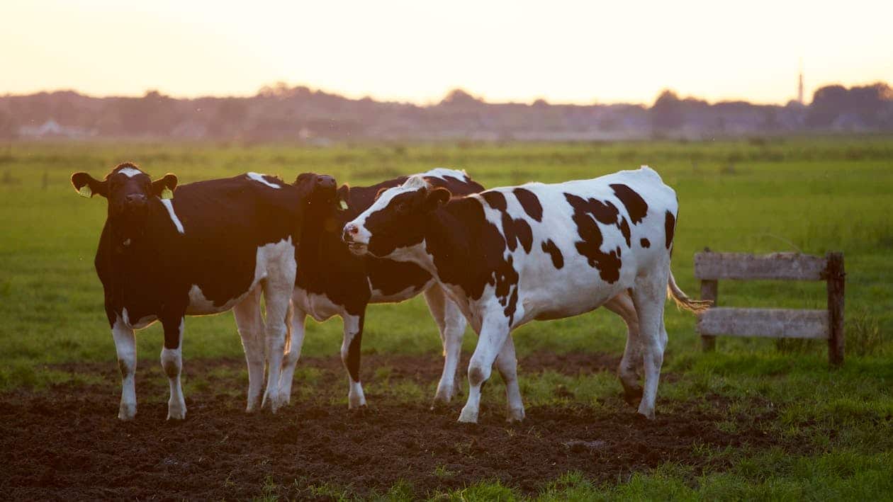 Salon de l'Agriculture 2025