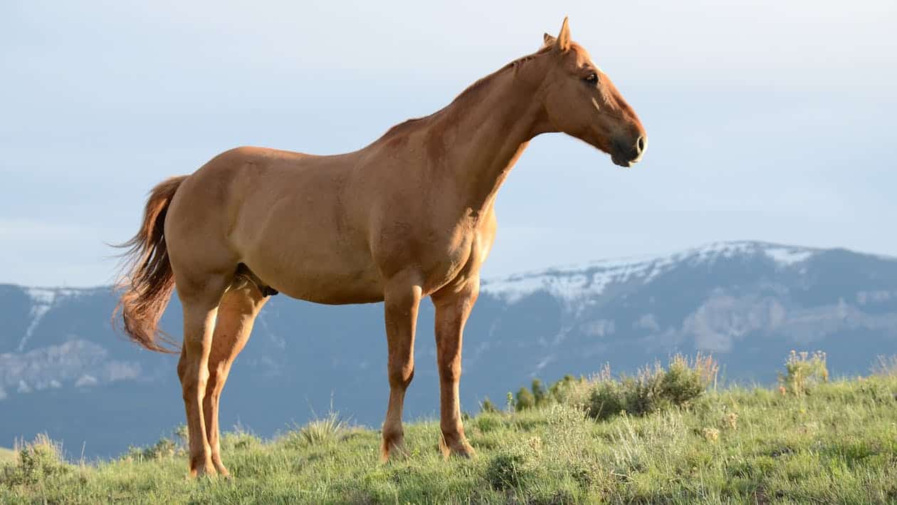 Salon du Cheval 2024